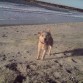 aqui esta en la playa de san juan, haciendo agujeros en la arena